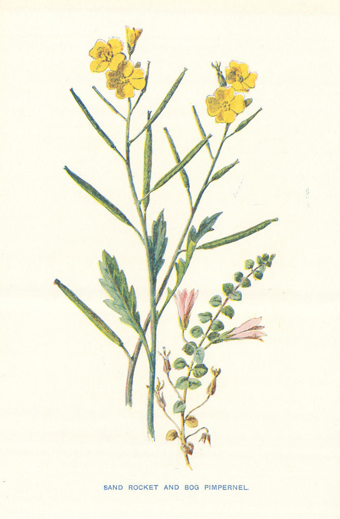 Sand Rocket & Bog Pimpernel. Wild Flowers by Frederick Edward Hulme c1895